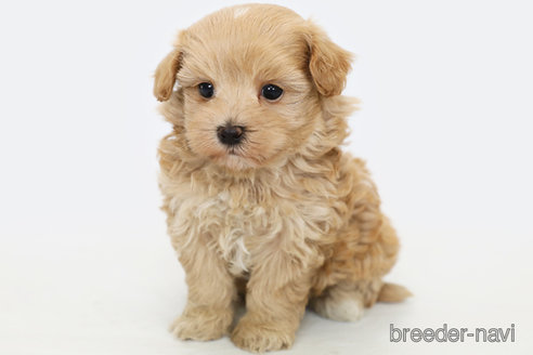 成約済の神奈川県のマルプー:マルチーズ×トイプードル-305802の4枚目